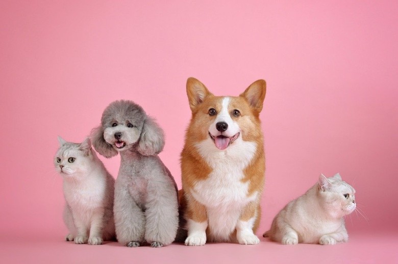 Are you a Dog person or a Cat person? 😍