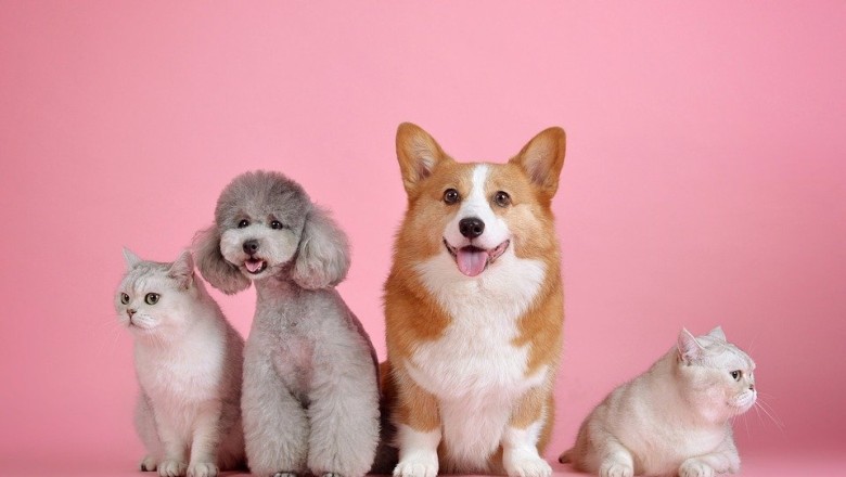 Are you a Dog person or a Cat person?