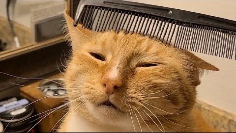 What It's Like Having A Cat