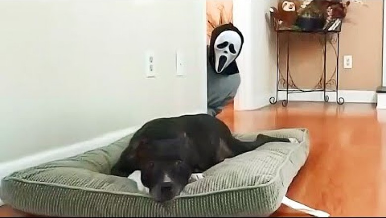 Funny Pets Compilation #1