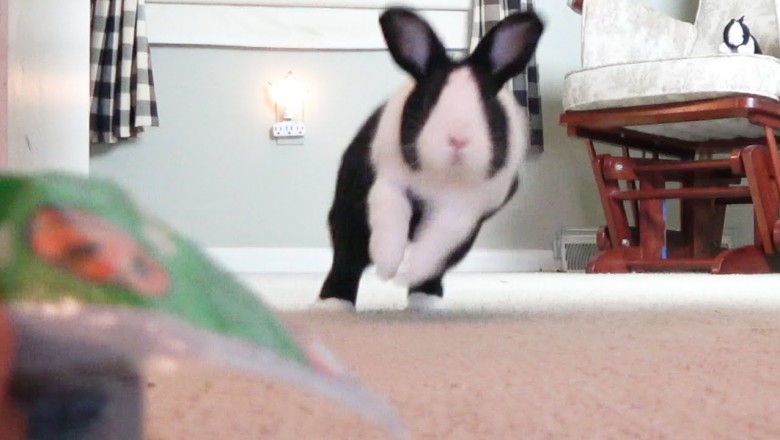 What happens if a rabbit hears a treat bag?