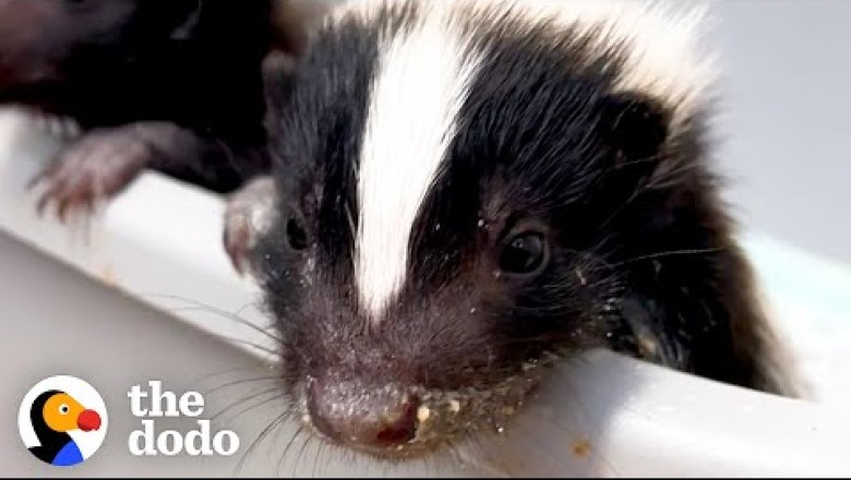 This Is How A Baby Skunk Sprays
