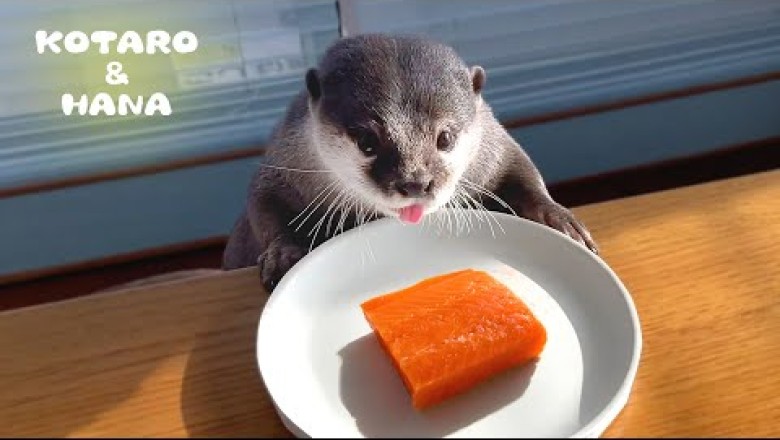 Otter Excited about Salmon Cheat Day
