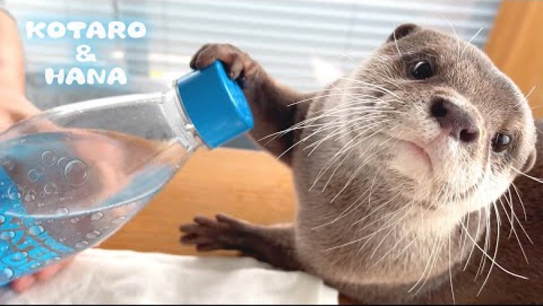 Otters React To Trying Sparkling Water