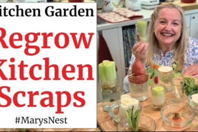 10 Vegetables You Can Regrow from Kitchen Scraps to Create a Recurring Harvest