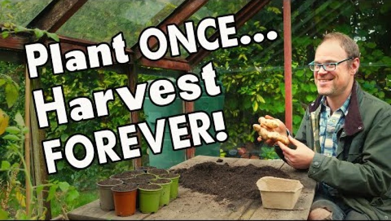 5 Must-Grow Perennial Vegetables: Harvest Year After Year