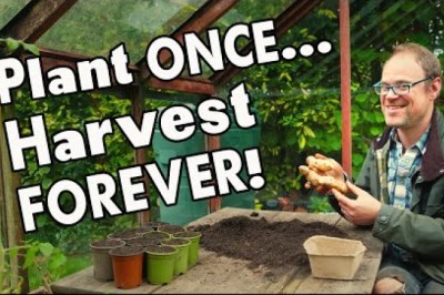 5 Must-Grow Perennial Vegetables: Harvest Year After Year