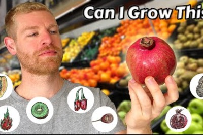 Can You Grow Fruit Trees From Store Bought Fruits?