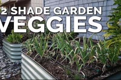 12 Perfect Vegetables To Grow in a Shady Garden Space