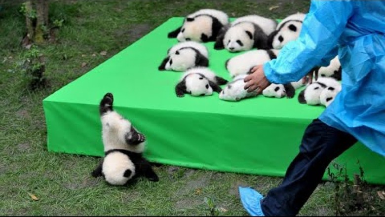 Baby Pandas Playing With Zookeeper