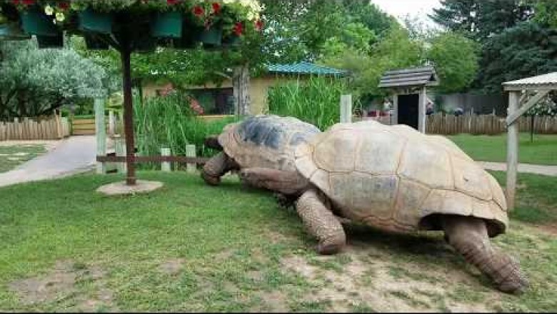 Giant Tortoises at Full Speed