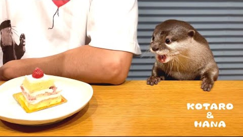 Otter Eating Dessert with Dad