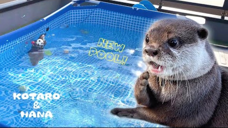Otter So Excited About The New Pool