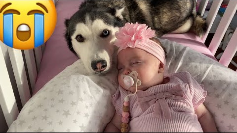 Sad Husky Can’t Find The Baby But Then Gets So Happy and Cuddles Her!