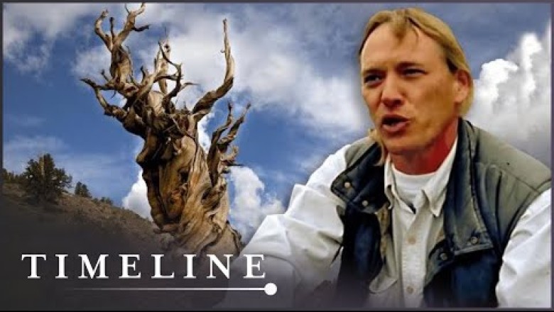The Secrets Of The Methuselah