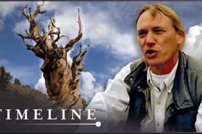 The Secrets Of The Methuselah