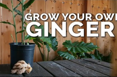 How to Grow Ginger in Containers And Get a Huge Harvest
