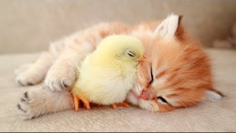 Furbaby Love
