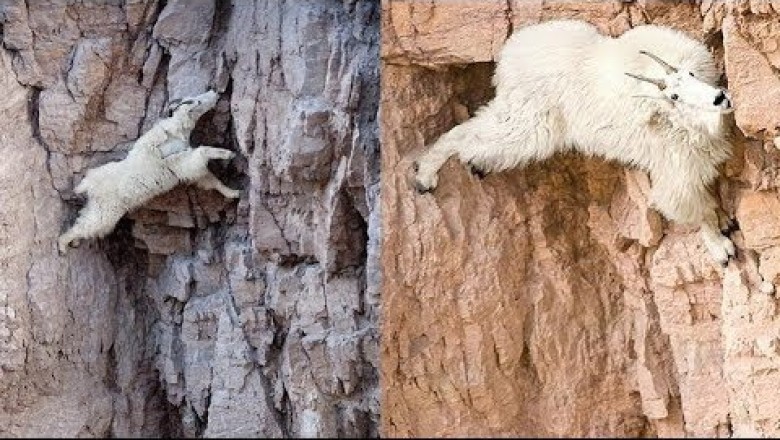 Mountain Goats