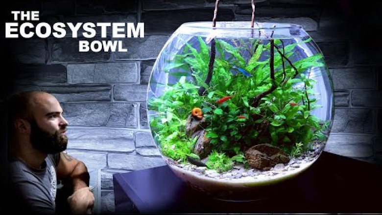 The Ecosystem Bowl