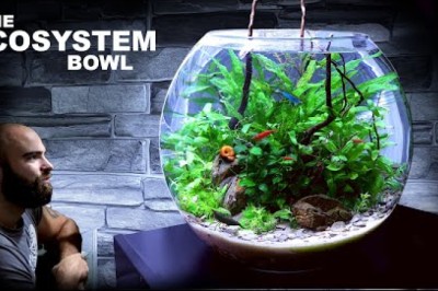 The Ecosystem Bowl