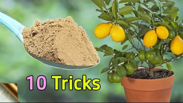 10 Tricks To Grow Lots Of Lemons