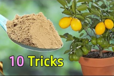 10 Tricks To Grow Lots Of Lemons