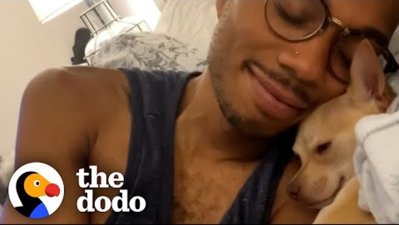 Man Who Hates Small Dogs Gets A Chihuahua - Watch Their Nightly Bedtime Routine