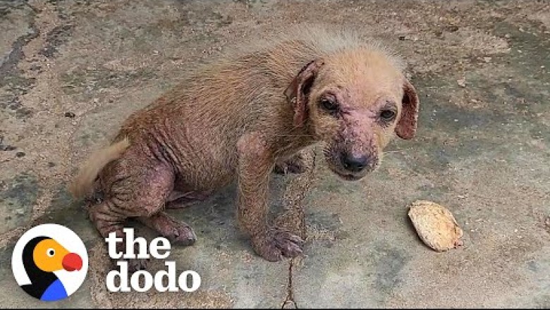 Woman Finds A Tiny, Mangey Puppy On The Street