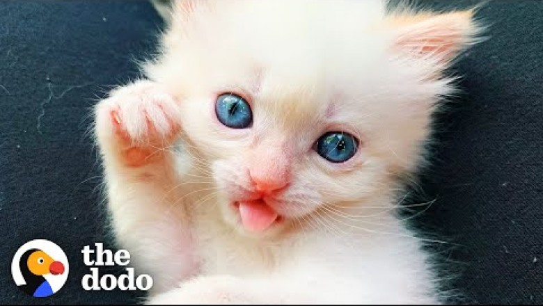 Watch This Teeny-Tiny Kitten Grow Up And Get A Tiny Kitten Sister Of Her Own