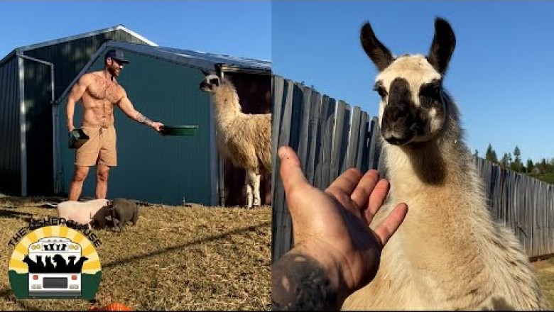 How I Got My Llama To Trust Me