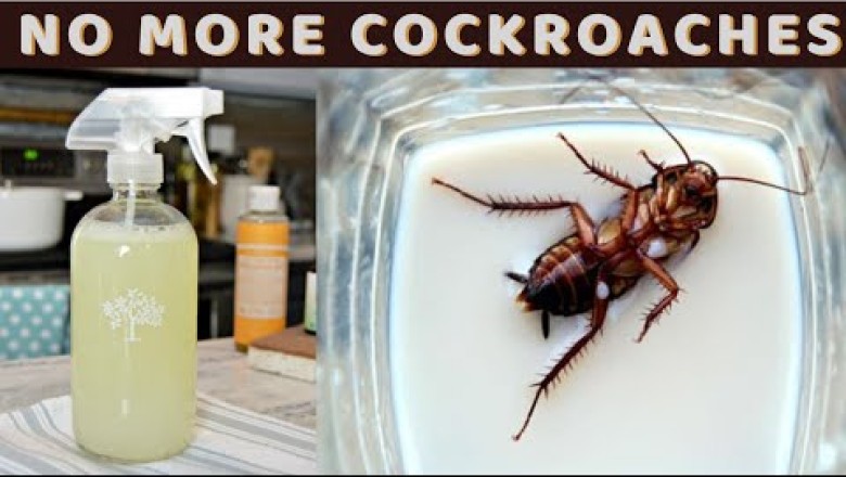 How To Get Rid Of Cockroaches Fast and Naturally