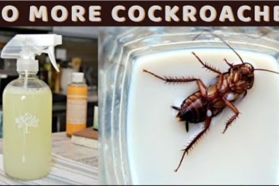How To Get Rid Of Cockroaches Fast and Naturally