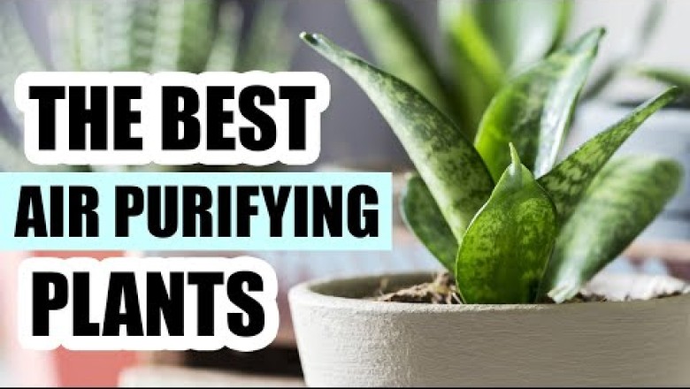 Top 8 Air Purifying Houseplants - Best Indoor Plants