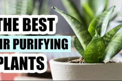 Top 8 Air Purifying Houseplants - Best Indoor Plants