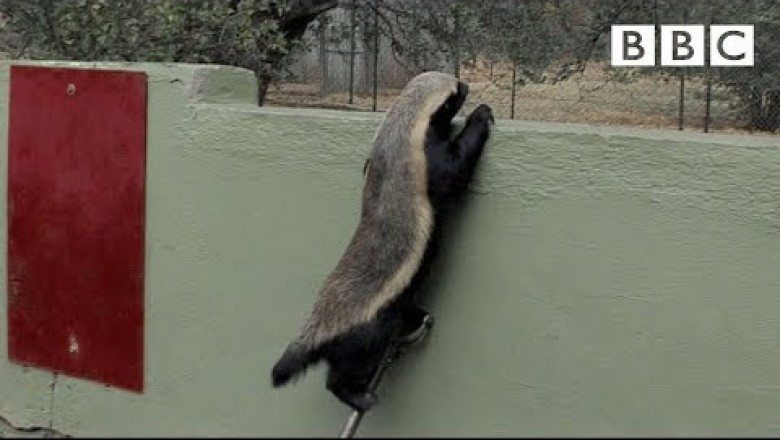 Stoffel, the honey badger that can escape from anywhere!