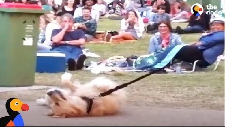 Dog PLAYS DEAD to Avoid Going Home While Park Crowd Watches