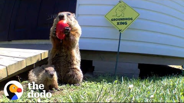 Guy Builds Veggie Garden For Family Of Groundhogs