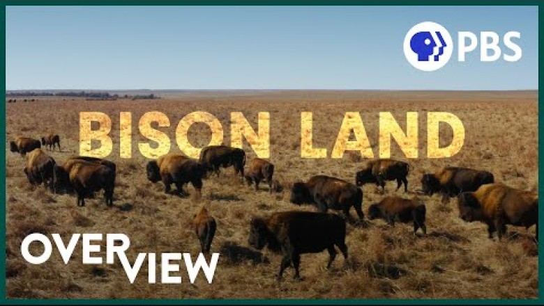 How Bison Are Saving America's Lost Prairie