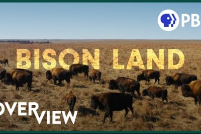 How Bison Are Saving America's Lost Prairie