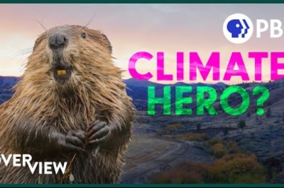 Want to Solve Wildfires and Drought? Leave it to BEAVERS!