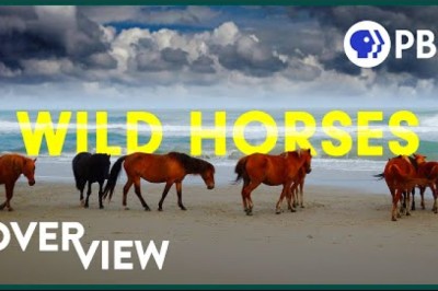 Wild Horses: America's Most Beloved Invasive Species?
