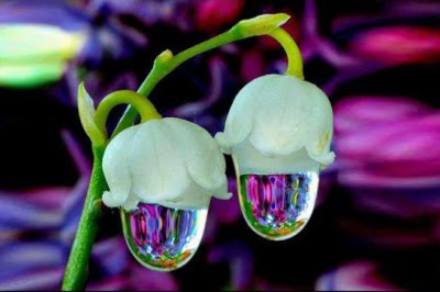 15 Most Unique Flowers