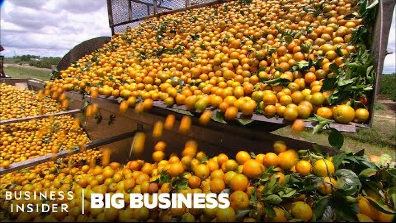 How Florida Orange Growers Are Battling Deadly Citrus Disease