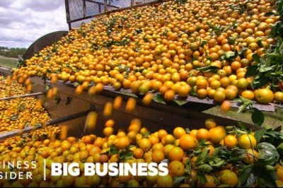 How Florida Orange Growers Are Battling Deadly Citrus Disease
