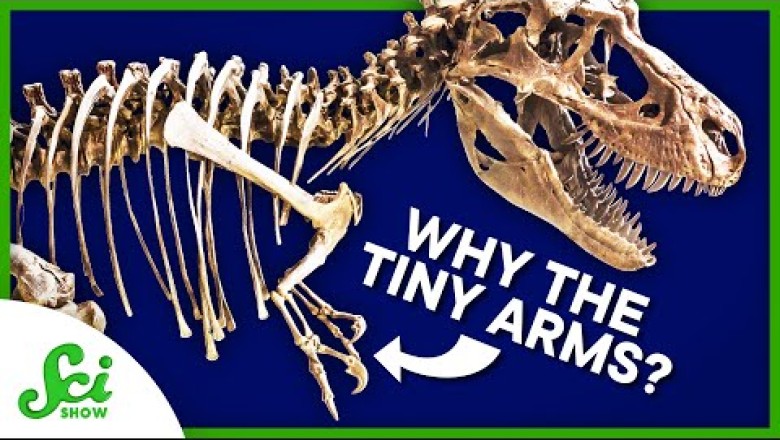 How to Find Out Why T. rex Arms Were… Like That