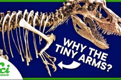 How to Find Out Why T. rex Arms Were… Like That