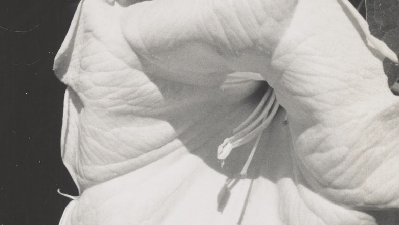 Georgia O’Keeffe, Photographer