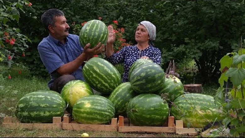 Canning Watermelon Juice For The Winter