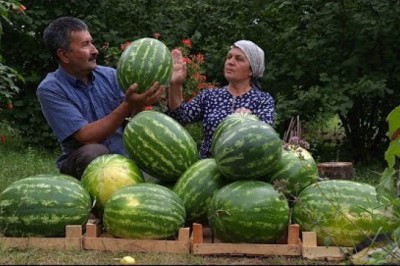 Canning Watermelon Juice For The Winter